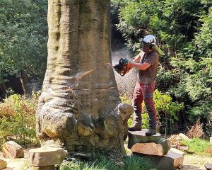 Bomen kappen