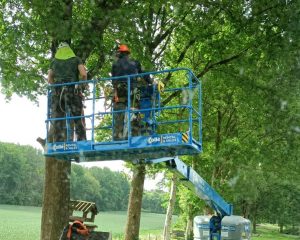 Bomen snoeien door Boomrooierij Dekker