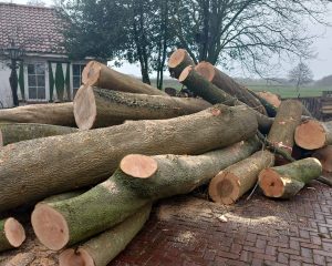 Bomen kappen