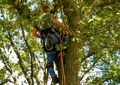 Bomen snoeien door Boomrooierij Dekker